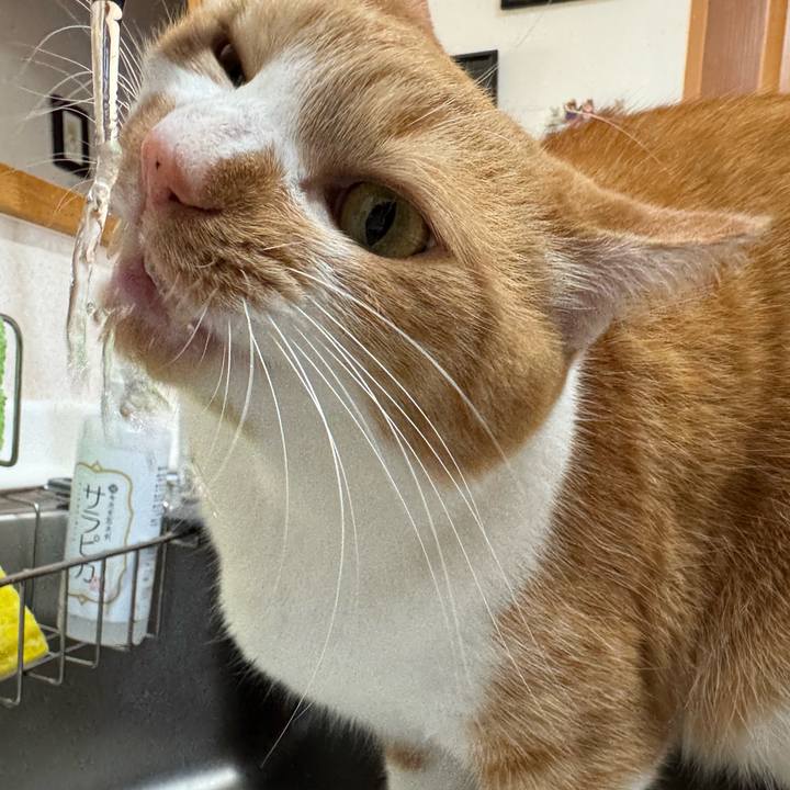 Ac985586 471e 48c5 b4ac 3f128076e71e 1763692732690