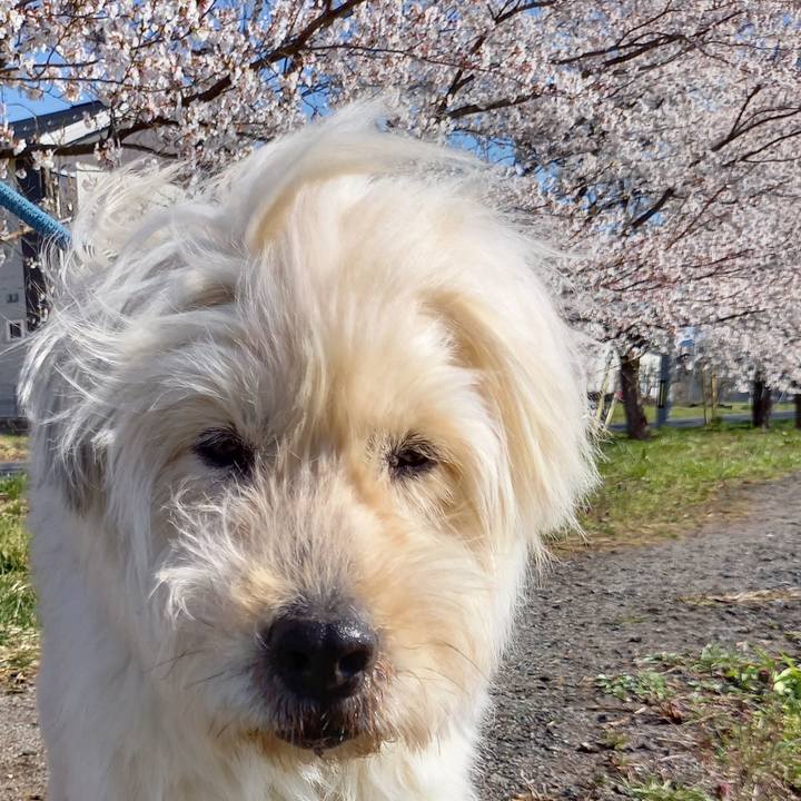 Ac9aef68 484a 410d 9fe6 b52839c2a4d3 1618123132048