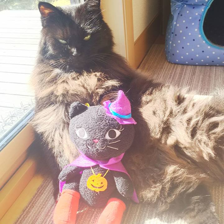 Ac9fb416 c526 440e a194 08420450407f 1540954073368