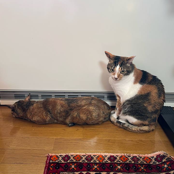 Aca39dec ab9a 4712 bd70 1d2dc7fd7cea 1765839069578