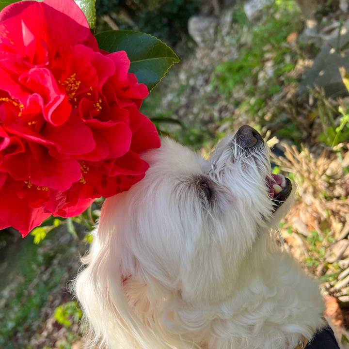 Aca6b498 1fc2 4da5 a1f2 92a7605404c8 1679457671709