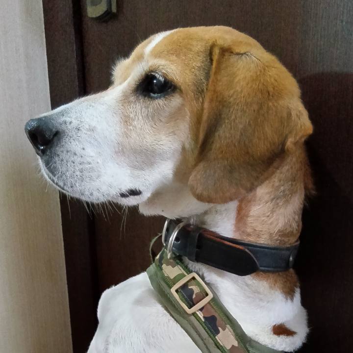 Aca77dc4 cfb1 479b 9655 9ed7c77c6f43 1731762159440