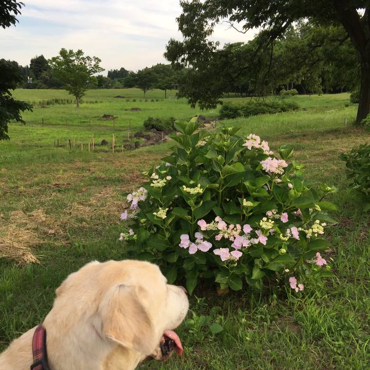 Aca8578b ad67 4594 80ce 6a44e3fe3887 1529400948770