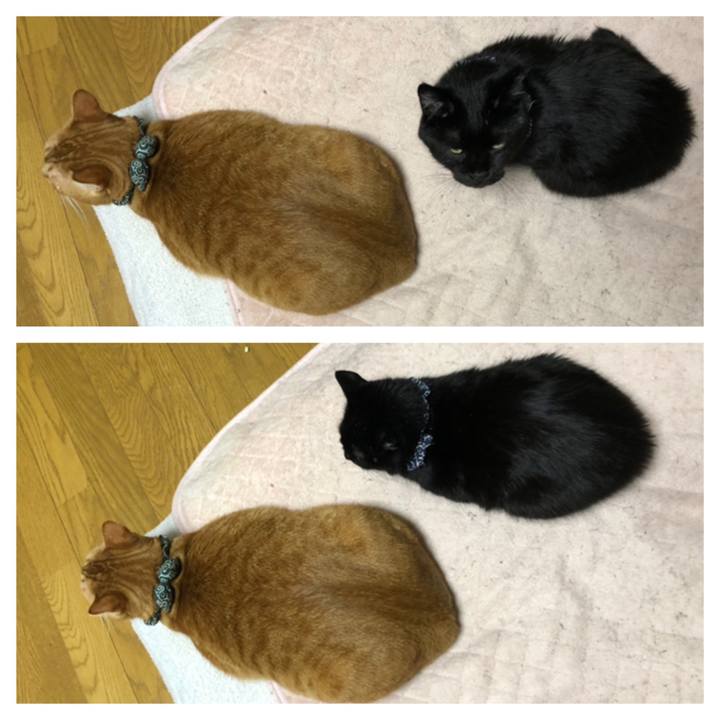 Acaa2bcc 33a8 4b3a 9923 cd701b16ea51 1560859166873