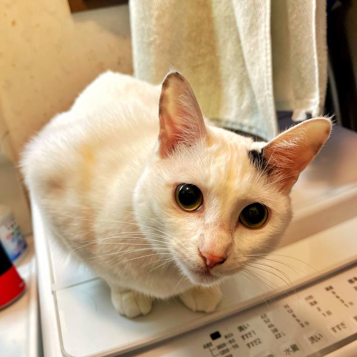 Acaa6956 387e 4bd4 b506 e7f792a2d68a 1731210392908