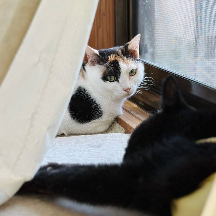 Acadeda1 39f1 40a2 ad6f ac455c801928 1721950251781