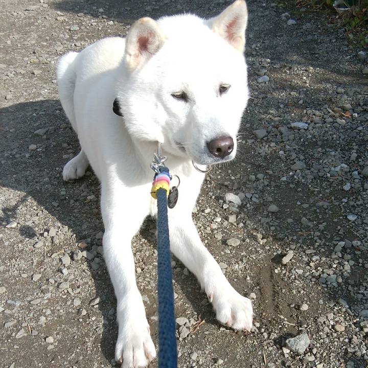 Acae61dc 43a0 4b99 84ef bfe4d8f92108 1512386195393