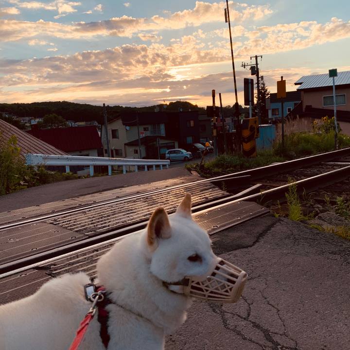 Acb36666 aee4 4b92 b521 35874c4b68d3 1597524171102