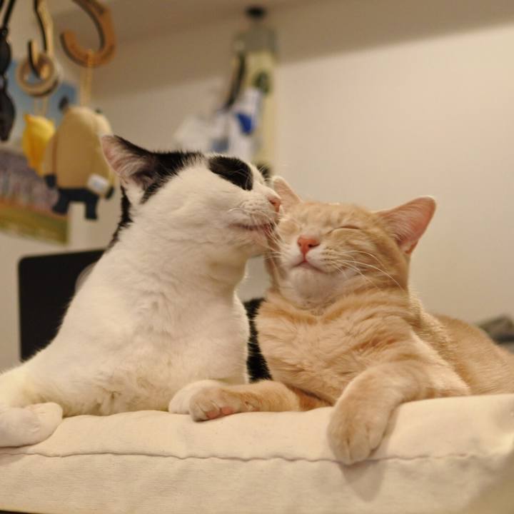 Acb809f8 cb2e 418b 8ffc e1cf9213ed4c 1549795126684