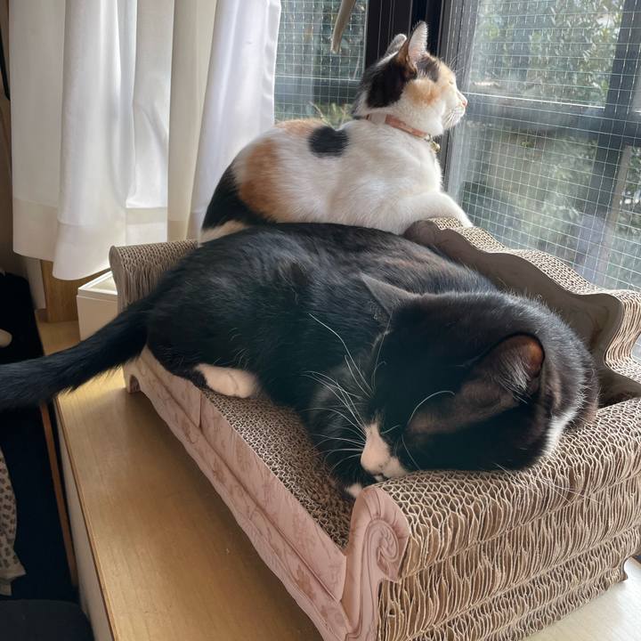 Acb8a949 2e12 43ee 9b04 f990c408f1b5 1676156099203