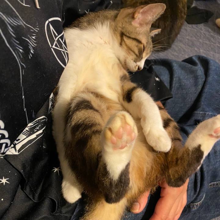 Acb9f4ae 3331 4154 a9a8 02e3bfbf27d3 1602042988381