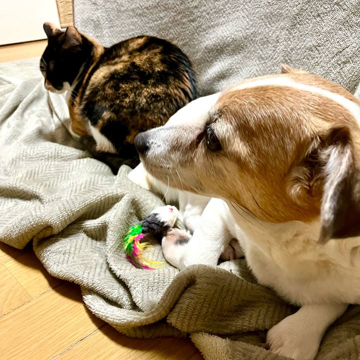 Acbc6e58 c604 421b a7f2 5fa319c0718a 1709993328461