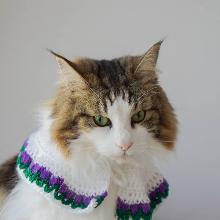 Acc29d2d e230 46a6 a3c9 7d1678836237 1615703888471