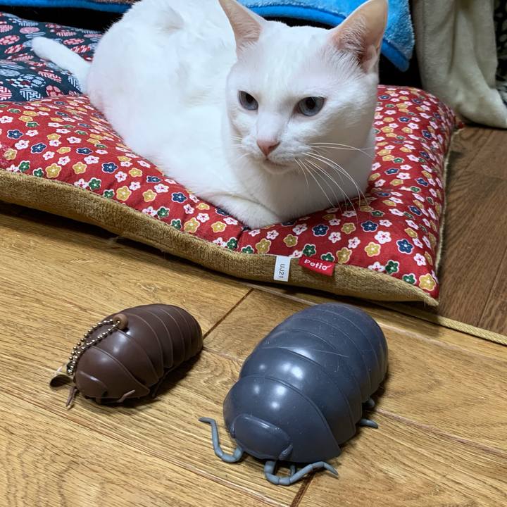 Acc4247b b295 4379 b4cf eb03b01789d8 1575721468583