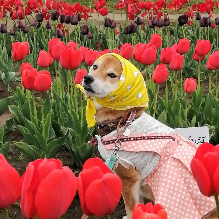 Acc49ac1 258f 48ae a7a5 40d4b51807d2 1617706388145