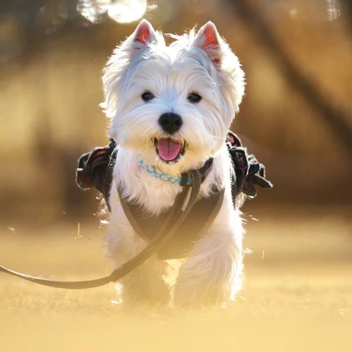 Acc64409 68b7 4f80 8fcf b235ae602735 1514717636480