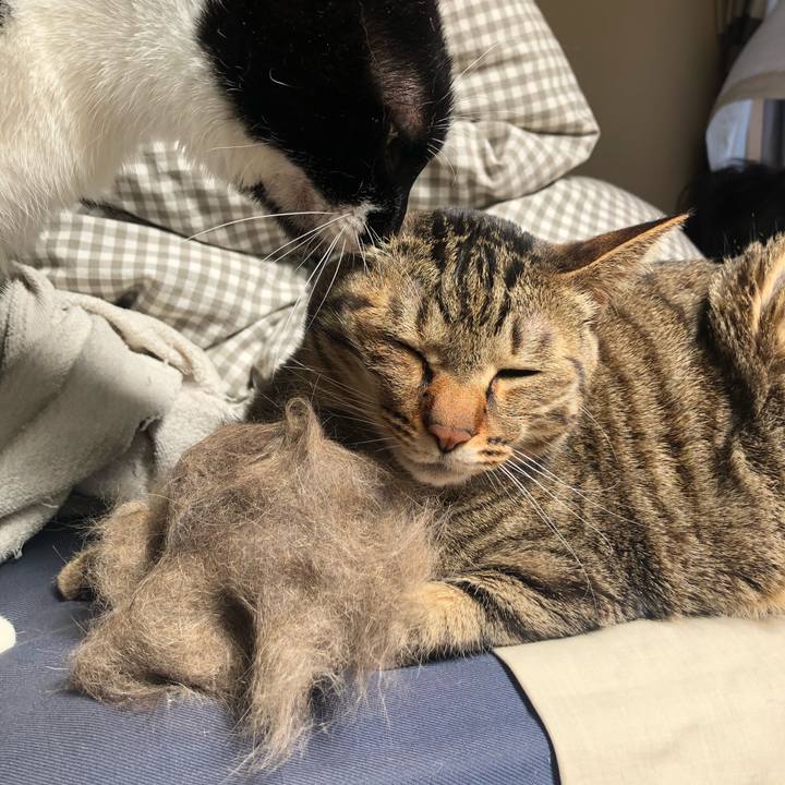 Accaabd9 a74b 4260 ab52 5dd3088b45b0 1584675561482