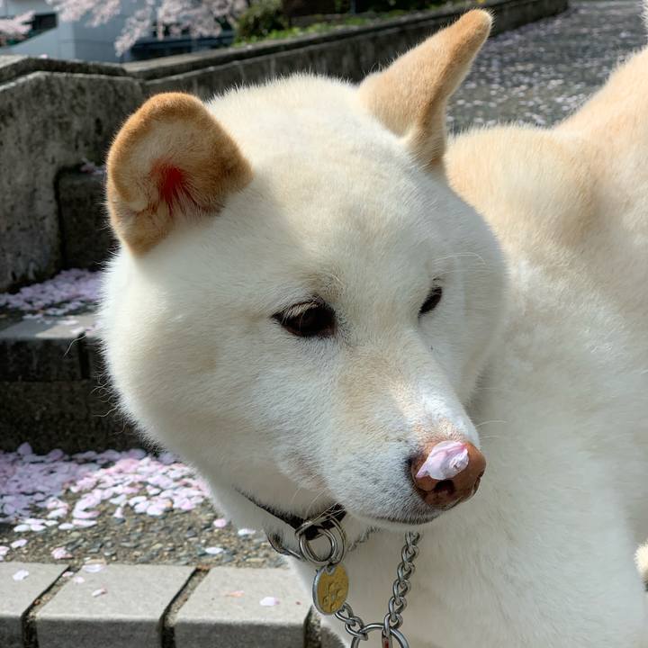 Acce9c80 9ba4 4a40 bd19 aaace11d5a64 1616992731719