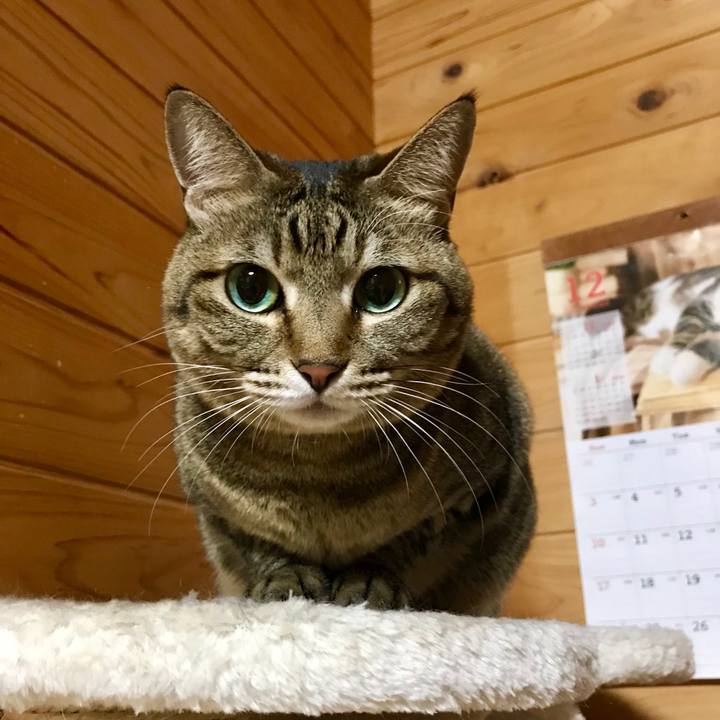 Accea3f4 faf7 4d64 838a 16b5bc0d7ac8 1512478016117