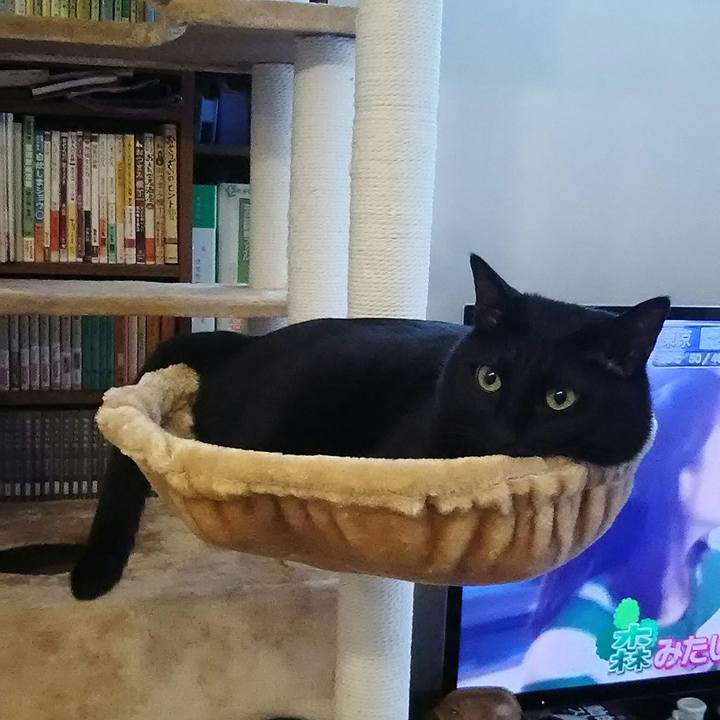 Acd24332 d7ca 467f bced d544ecf54d0c 1556149242704