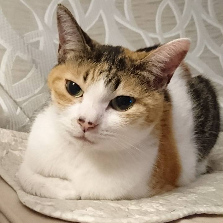 Acd39fa0 7c55 4250 9623 e086779bc831 1600522242755