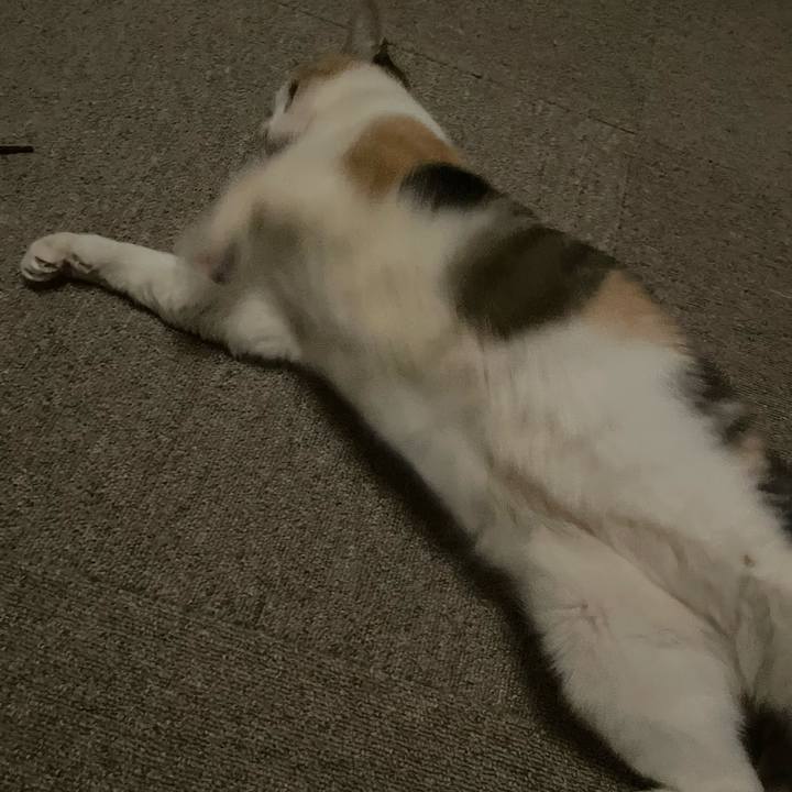 Acd6b81a 3316 4a5d 928d 022aaf184c9f 1706387414268