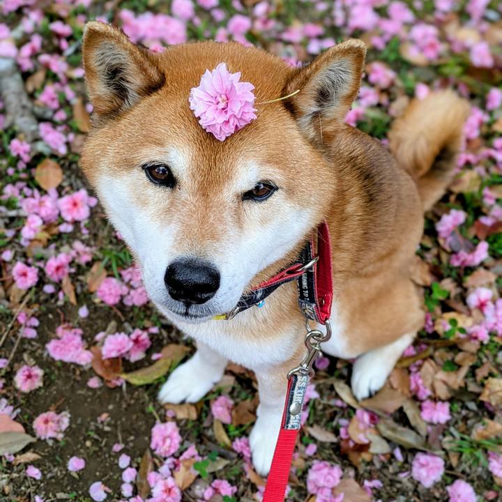 Acd6fa00 b06b 4e82 a9cc 1166441530ca 1745637128160