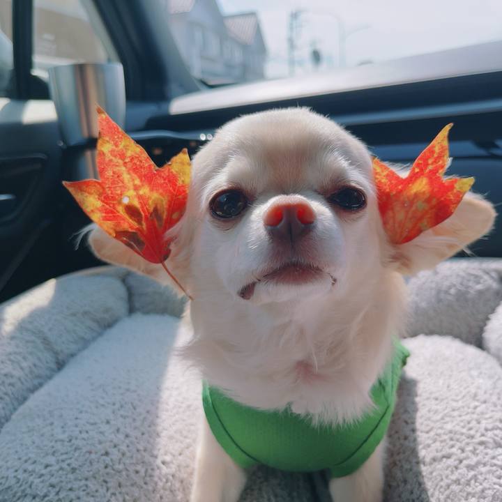 Acd780a5 a19a 4a91 8d5b eaa50a0b2e21 1758939664391