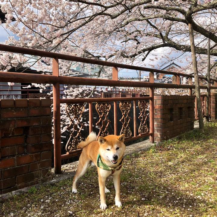 Acd92dc9 748a 4e83 ba87 5743a0ea1c52 1555056345032