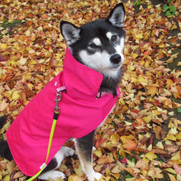 Acdb9382 db29 4c4a aeff dcac7d95890b 1541806753087