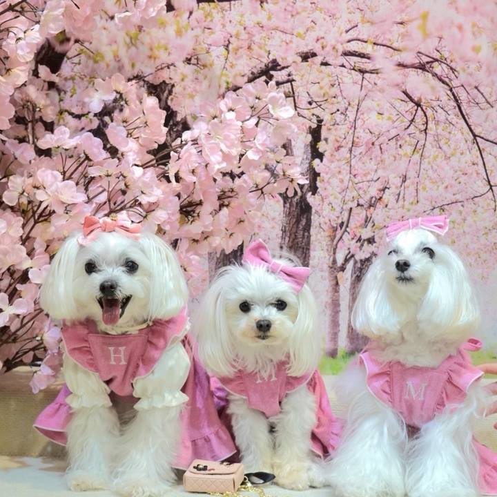 Acdbca8d 0671 4b87 9521 8c7c977dd7d2 1744708752971