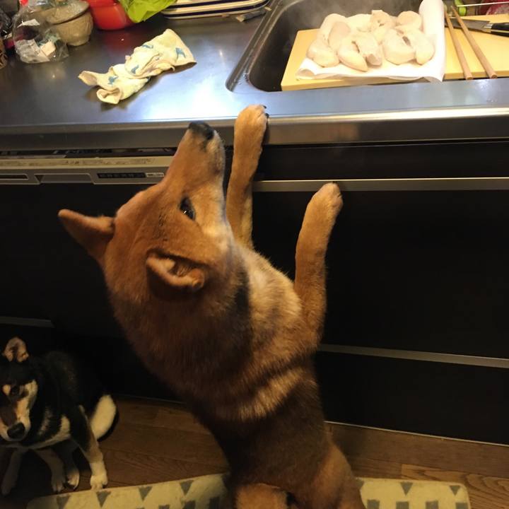 Acde9fca d731 402e 8f75 c0b1b0e102d5 1517730064996