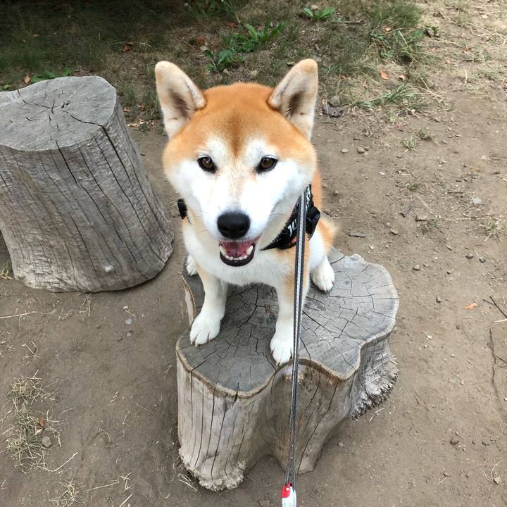 Acdec17a d346 418d 8d13 c9708dfc0021 1565173709103