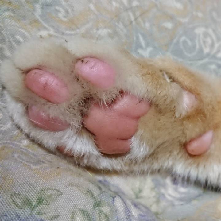 Ace21d1a b2ce 4e6b a4a1 e4fbad770c86 1562933279388