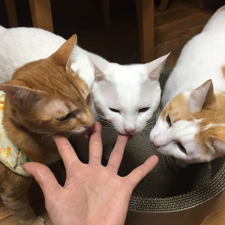 Ace444a8 134e 4b8a b8e5 a4906b6e1c9b 1515888214956