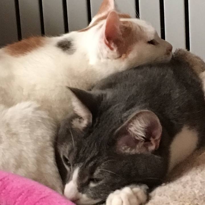 Ace4f490 b72d 4ce8 a481 d44c038296d1 1516406245166