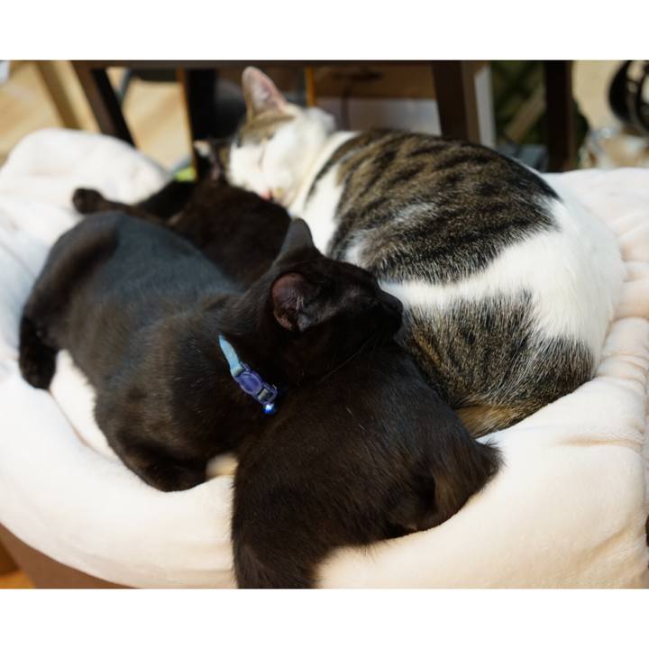 Ace59f3b fb66 438b 8d9a 6c6e5e2854d3 1511053337148