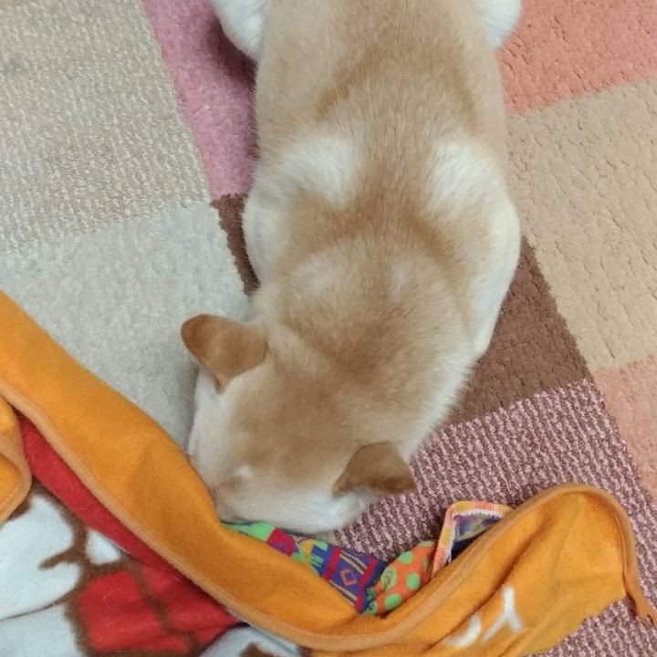 Ace610b4 85fb 4f75 b096 f3b033323bc1 1543577715737