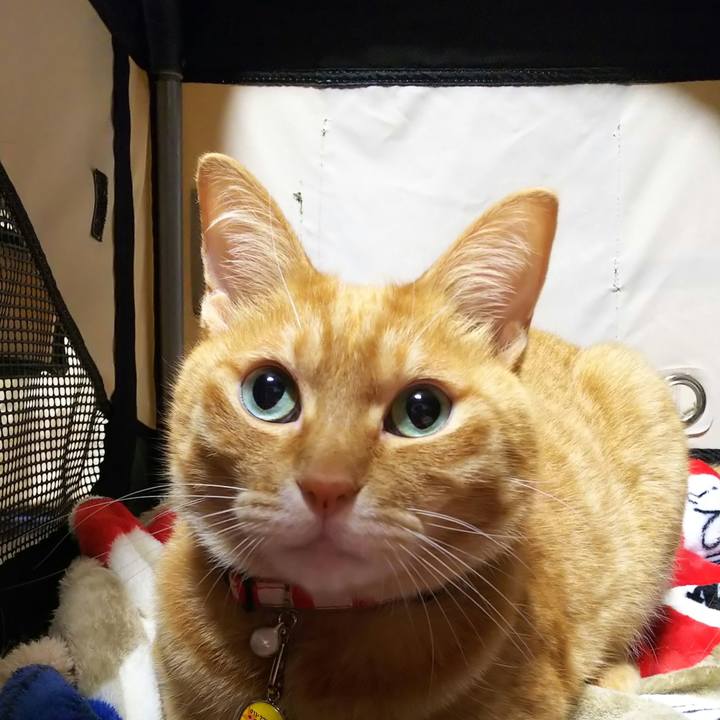 Ace6a8bf 40a1 4715 b10a 8a9a6c986452 1596469016859