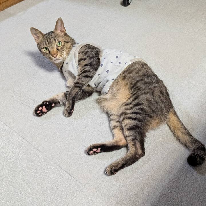 Ace6a8fe 0b82 48bb 9a12 6d5743694354 1754740157306