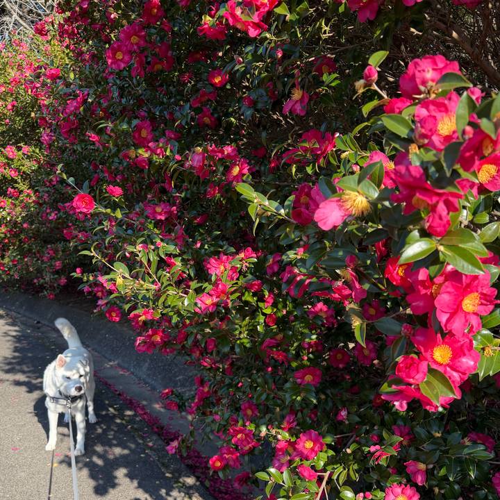 Acee20d4 165b 475c 9491 f40977fe4783 1766885023814