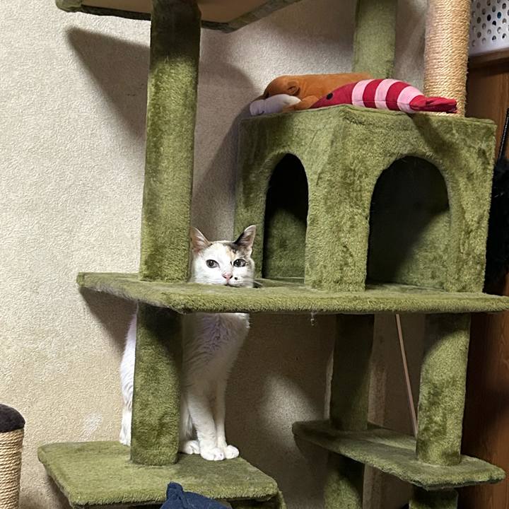 Acef4303 874f 4733 8569 a0479b227e01 1774790686994