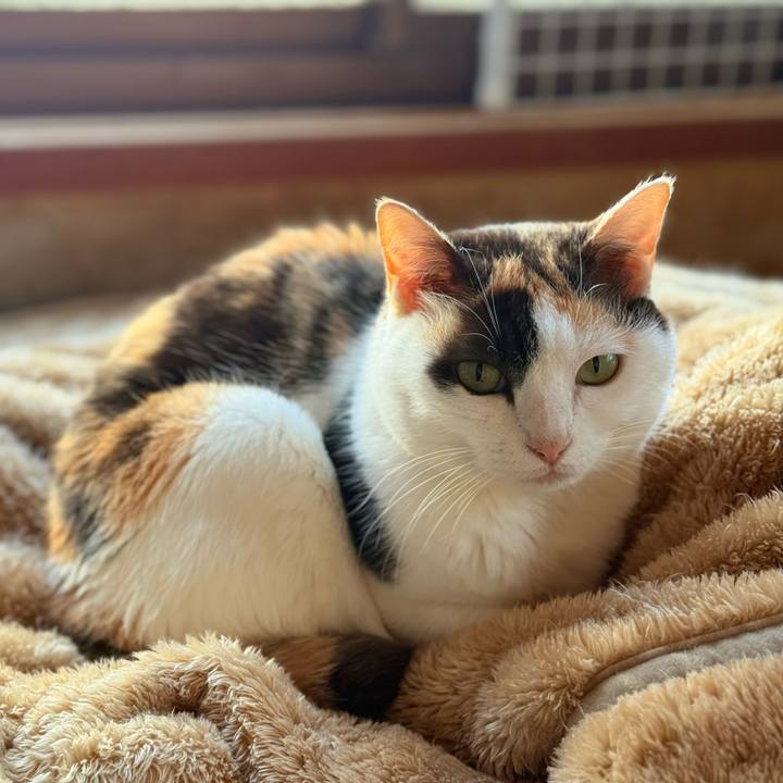 Acf05c07 9464 4e1a 9ded decd2c348055 1743642612745