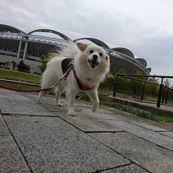 Acf0d0cd 7b94 4673 9bfc 793299ed9bcf 1508904798823