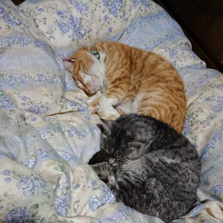 Acf138e6 fcd9 4e74 8cdc a2d684bcd72c 1581856760726