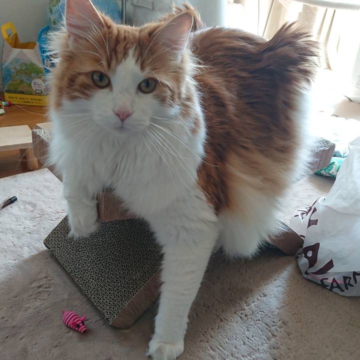 Acf3e04c 8972 4fcb 804b 291e9c15c380 1521632510351