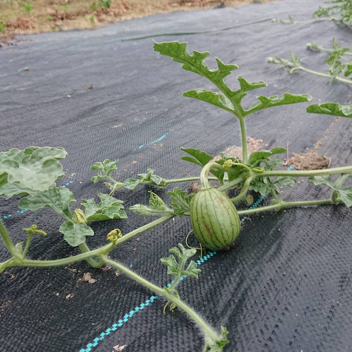 Acf47355 e5ca 4965 8094 f08baa49b542 1592905112346