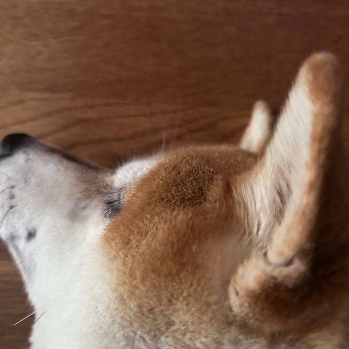 Acf530a9 153b 4d3a 80af fee36b8891c5 1726279099066