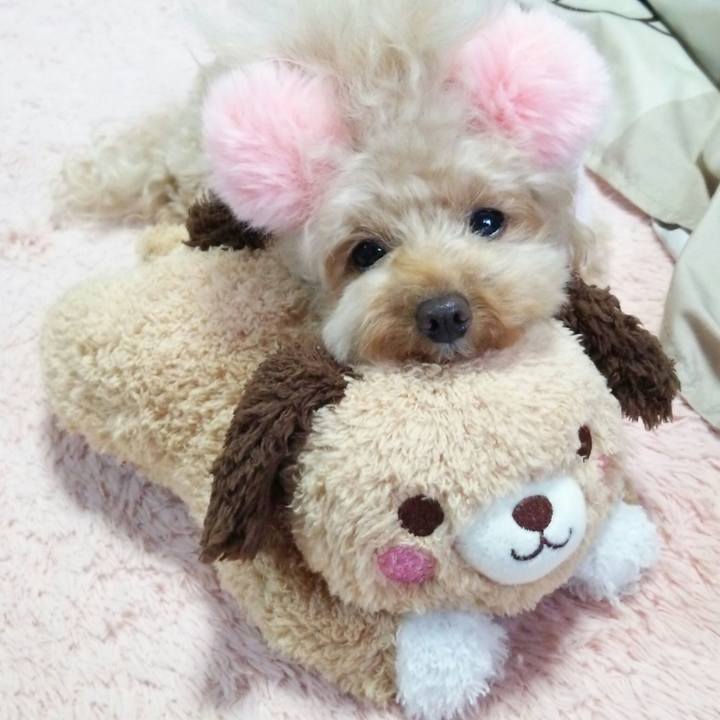 Acf68869 ccf2 4b5c 9db9 314a5a58532a 1545781910602