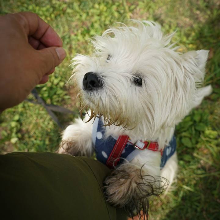 Acf8e909 0a1d 4839 9bf2 4462bb3e41f4 1527082474883